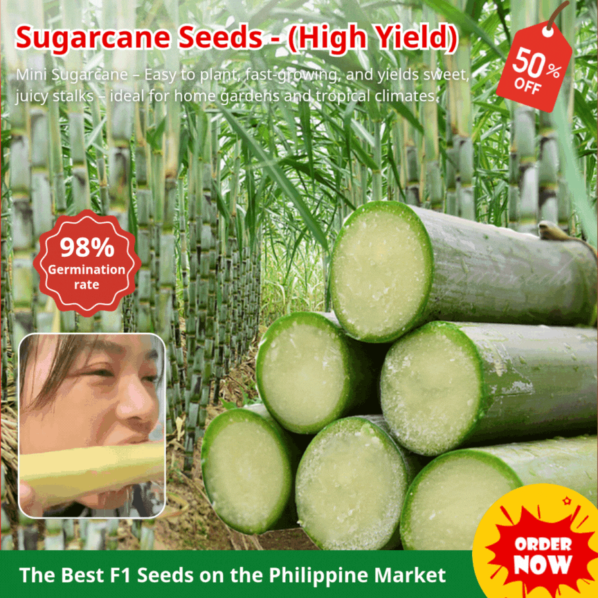 Sugarcane Seeds (High Yield) | 🔥Buy 1 Get 1 Free🔥 Main image