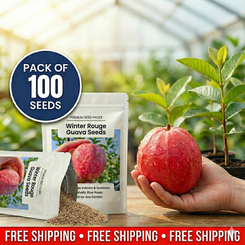 Guava Seeds--The Beauty Of Winter❄️ | 🔥Buy 1 Get 1 Free🔥 Main image