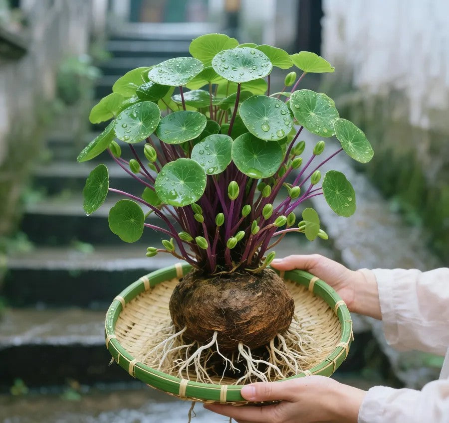 🎈🪴Red rattan Stephania Erecta: The strongest houseplant for lazy people🌿 | 🔥Buy 1 Get 1 Free🔥