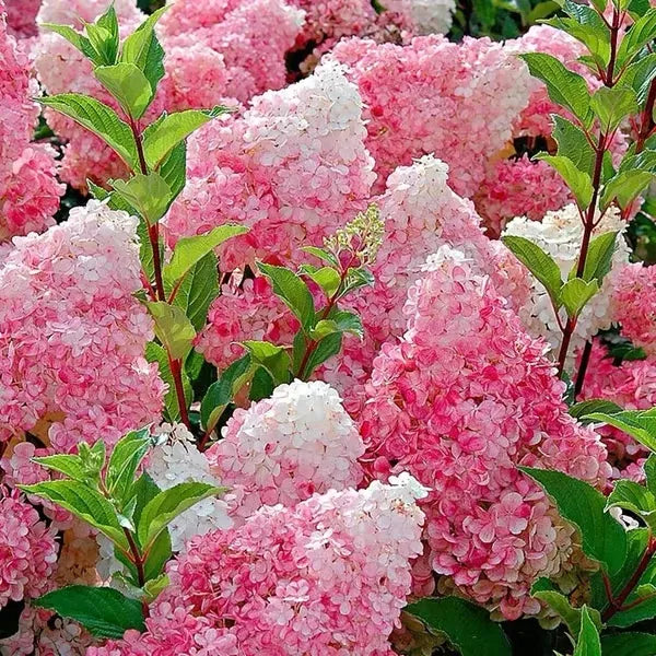 🌈Mix Hydrangea Seeds - Beautiful and Hardy Perennial Seeds for Your Garden | 🔥Buy 1 Get 1 Free🔥 Main image
