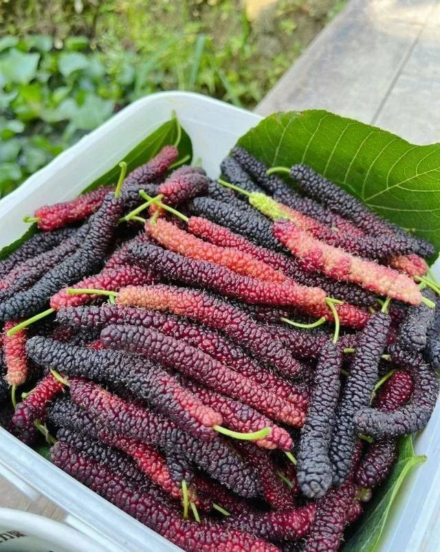 Four seasons long fruit mulberry seeds | 🔥Buy 1 Get 1 Free🔥