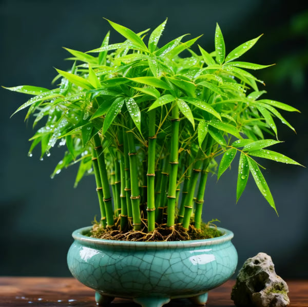 🏠🔥35K+ SOLD🏆Evergreen Lucky Bamboo Seed | 🔥Buy 1 Get 1 Free🔥 Main image