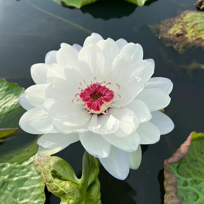 💐The Sacred Bonsai Bowl Lotus Flower | 🔥Buy 1 Get 1 Free🔥