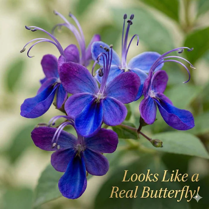 Butterfly Flower Seeds | 🔥 BUY 1 GET 1 FREE 🔥