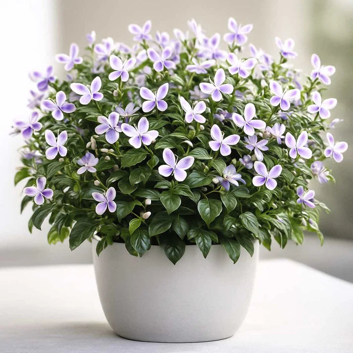 Butterfly Flower Seeds | 🔥 BUY 1 GET 1 FREE 🔥