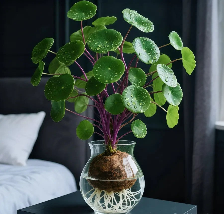 🎈🪴Red rattan Stephania Erecta: The strongest houseplant for lazy people🌿 | 🔥Buy 1 Get 1 Free🔥
