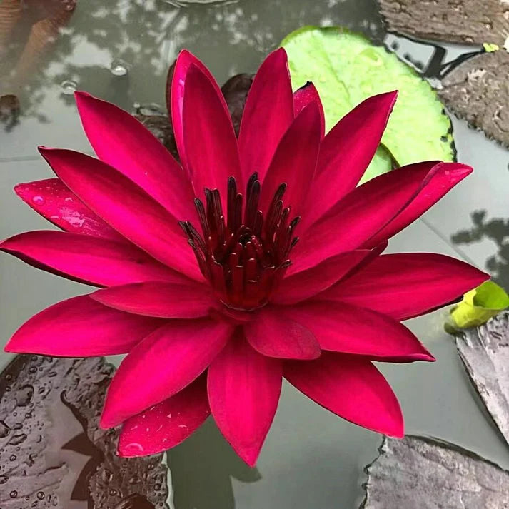 💐The Sacred Bonsai Bowl Lotus Flower | 🔥Buy 1 Get 1 Free🔥