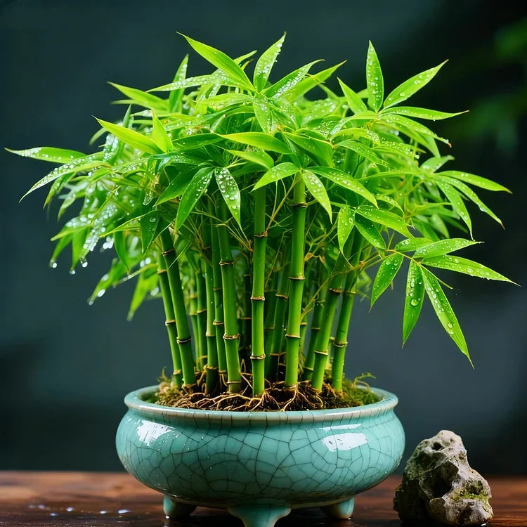 🌿 DreamBamboo — Multi-Color Lucky Bamboo Cypress Main image
