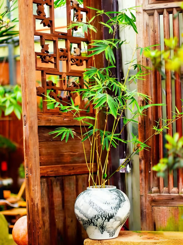 🏠🔥35K+ SOLD🏆Evergreen Lucky Bamboo Seed | 🔥Buy 1 Get 1 Free🔥