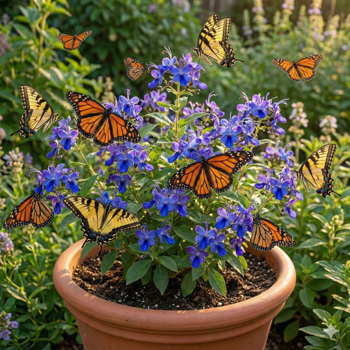 Butterfly Flower Seeds | 🔥 BUY 1 GET 1 FREE 🔥