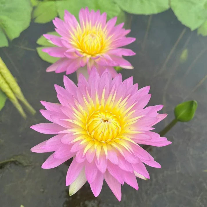 💐The Sacred Bonsai Bowl Lotus Flower | 🔥Buy 1 Get 1 Free🔥