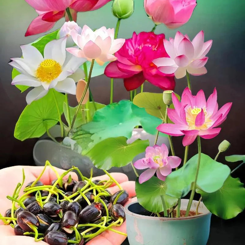 💮Midnight Purple Lotus Seeds | 🔥Buy 1 Get 1 Free🔥