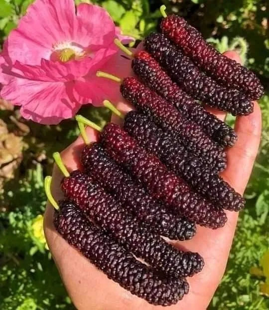 Four seasons long fruit mulberry seeds | 🔥Buy 1 Get 1 Free🔥
