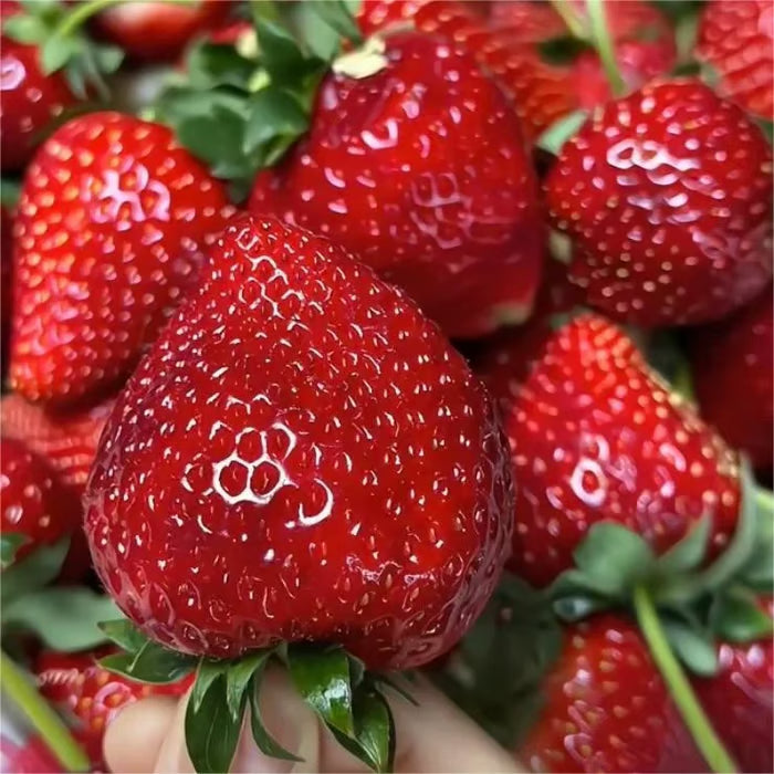 🔥⏰Last Day Promotion🌱BLACK PEARL STRAWBERRY SEEDS | 🔥Buy 1 Get 1 Free🔥 Main image
