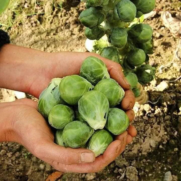 🔥MINI CABBAGE SEEDS🔥 + 100 grams Organic Pot mix Free