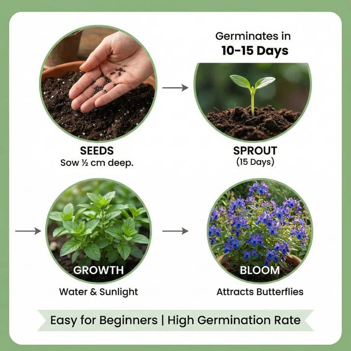 Butterfly Flower Seeds | 🔥 BUY 1 GET 1 FREE 🔥
