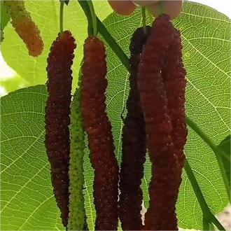 Four seasons long fruit mulberry seeds | 🔥Buy 1 Get 1 Free🔥