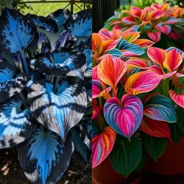 🔥 Premium Rare Hosta Seeds 🌿 Shade Tolerant – Perfect for your garden paradise! 🌱 Secondary image