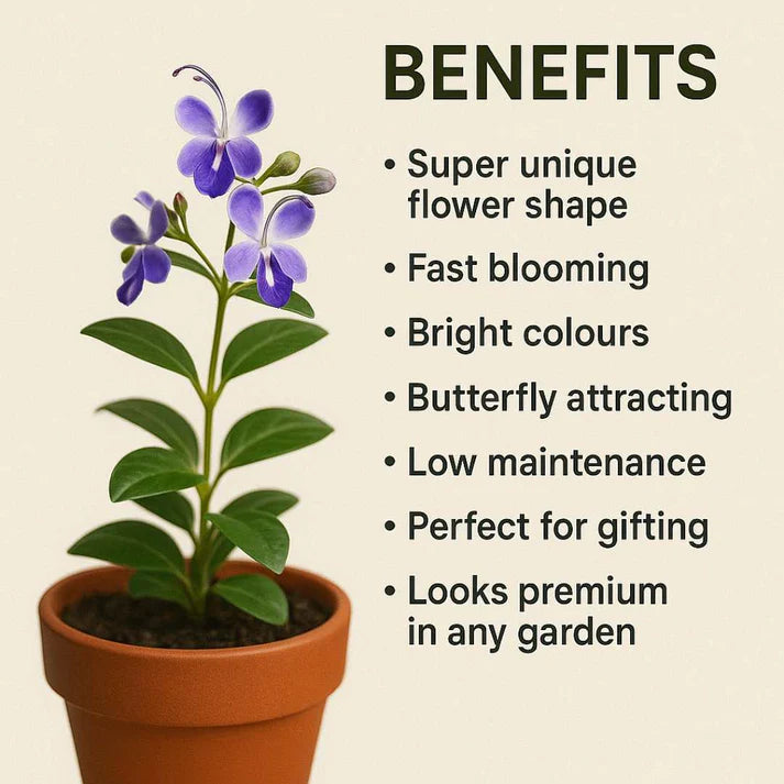 Butterfly Flower Seeds | 🔥 BUY 1 GET 1 FREE 🔥