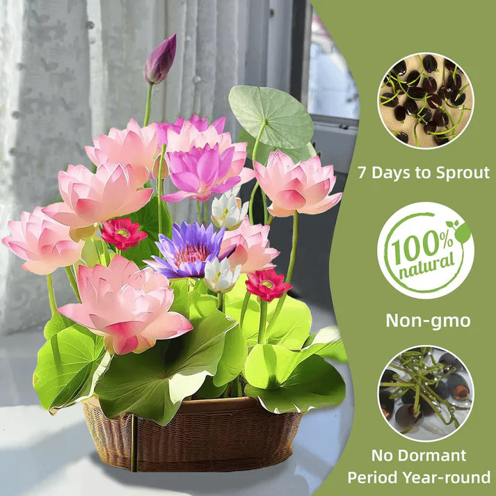 💐The Sacred Bonsai Bowl Lotus Flower | 🔥Buy 1 Get 1 Free🔥