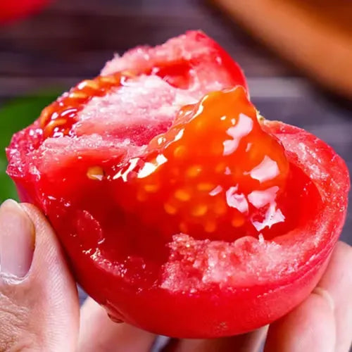 🍅🍅Potted Dwarf Tomato Seeds | 🔥Buy 1 Get 1 Free🔥
