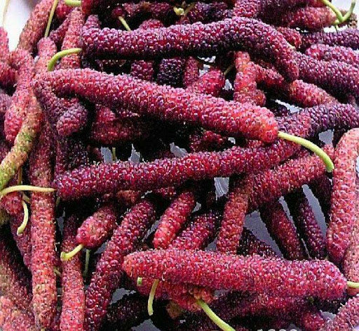 Four seasons long fruit mulberry seeds | 🔥Buy 1 Get 1 Free🔥