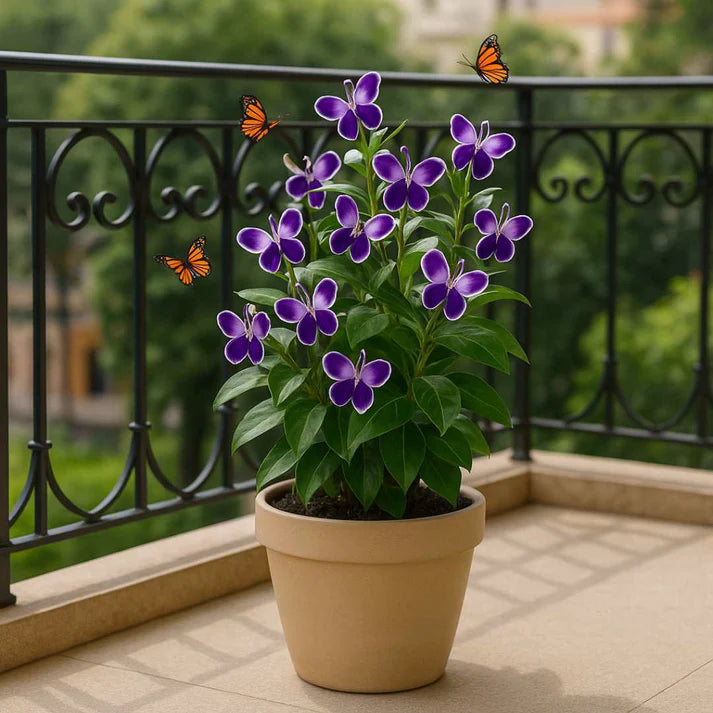 Butterfly Flower Seeds | 🔥 BUY 1 GET 1 FREE 🔥