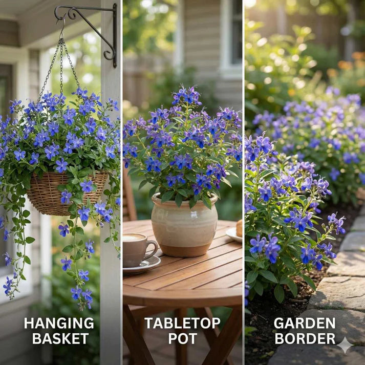 Butterfly Flower Seeds | 🔥 BUY 1 GET 1 FREE 🔥