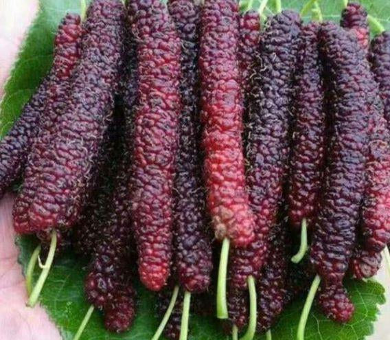 Four seasons long fruit mulberry seeds | 🔥Buy 1 Get 1 Free🔥 Main image