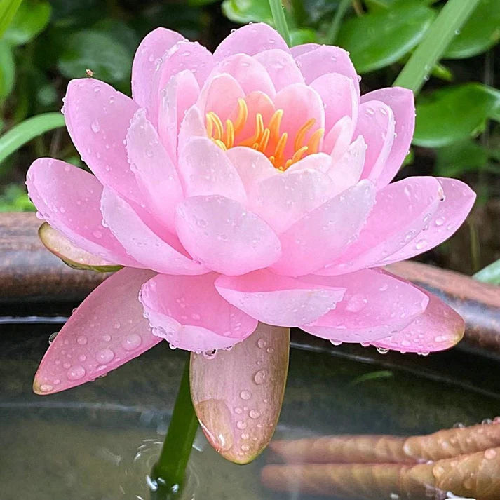💐The Sacred Bonsai Bowl Lotus Flower | 🔥Buy 1 Get 1 Free🔥