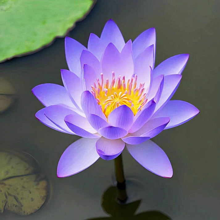 💐The Sacred Bonsai Bowl Lotus Flower | 🔥Buy 1 Get 1 Free🔥 Main image