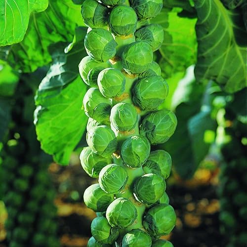 🔥MINI CABBAGE SEEDS🔥 + 100 grams Organic Pot mix Free