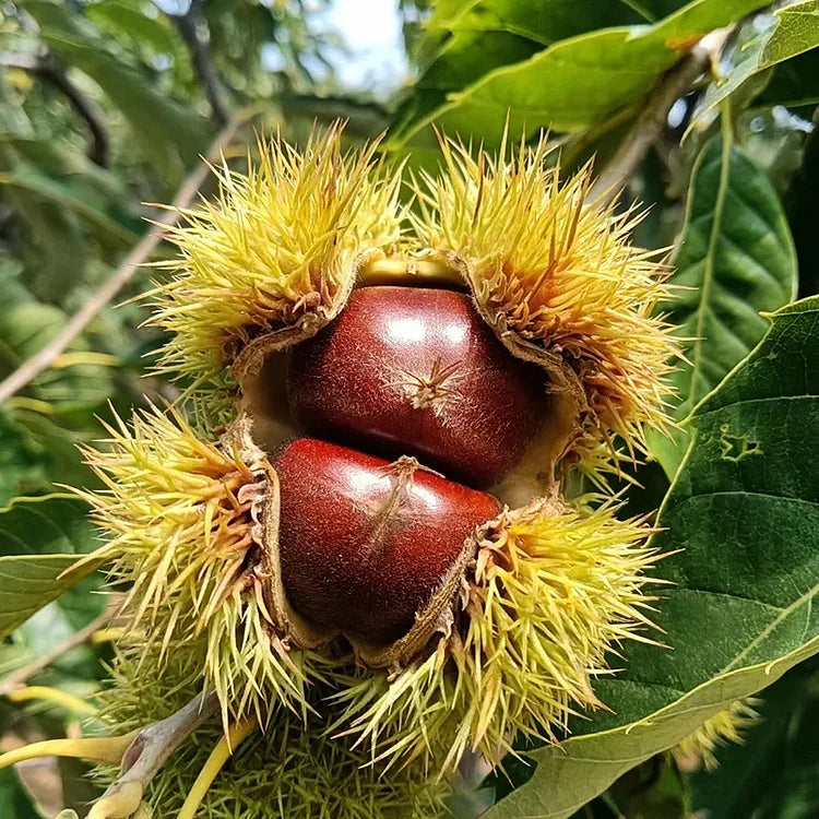 🌰 Dwarf Chestnut Seeds – Sweet and Fragrant Nuts | 🔥Buy 1 Get 1 Free🔥 Secondary image