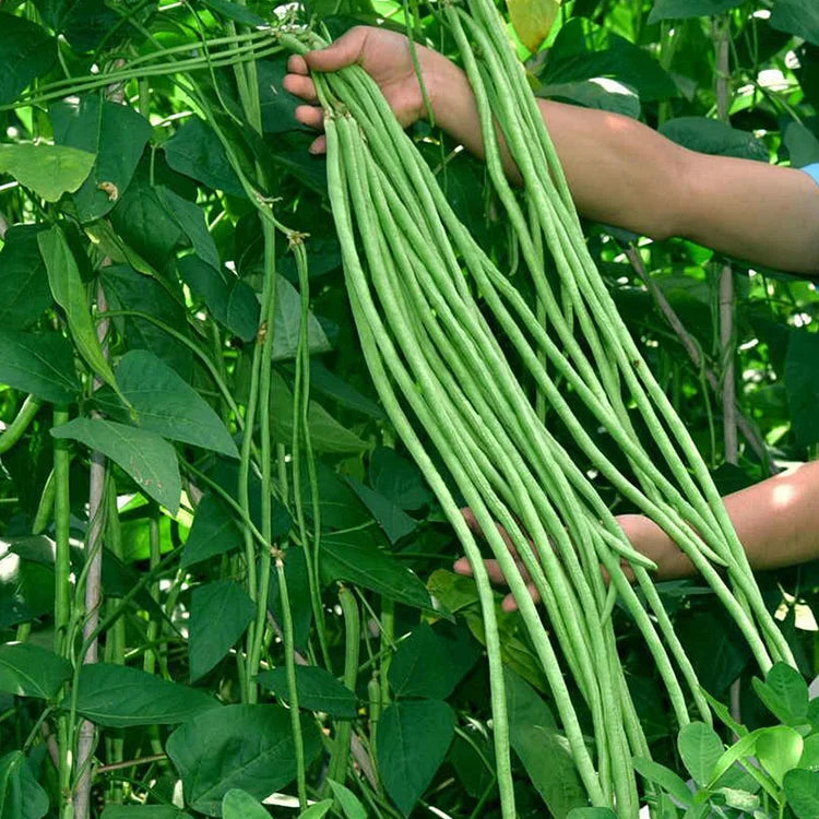 🔥Super-Long Green Bean Seeds - Super Yield | 🔥Buy 1 Get 1 Free🔥 Main image