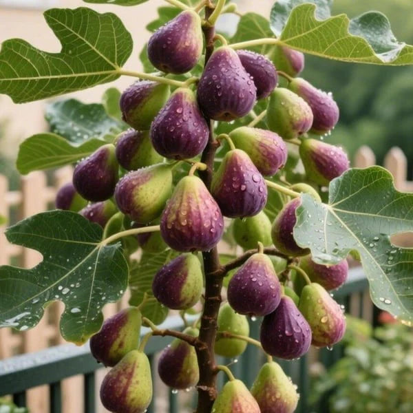🔥Last Day 49% OFF - 🌿Brown Turkey Fig Seeds | 🔥Buy 1 Get 1 Free🔥 Secondary image
