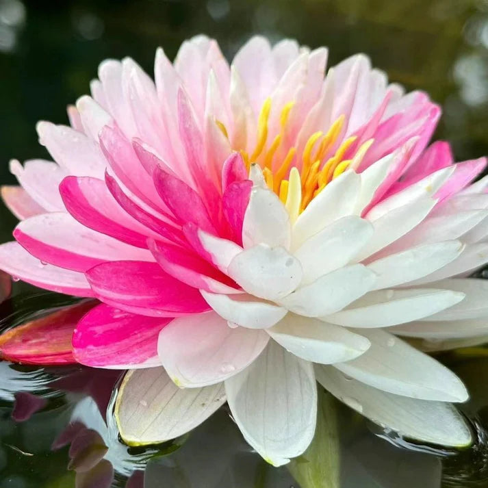 💐The Sacred Bonsai Bowl Lotus Flower | 🔥Buy 1 Get 1 Free🔥