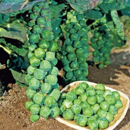 🔥MINI CABBAGE SEEDS🔥 + 100 grams Organic Pot mix Free