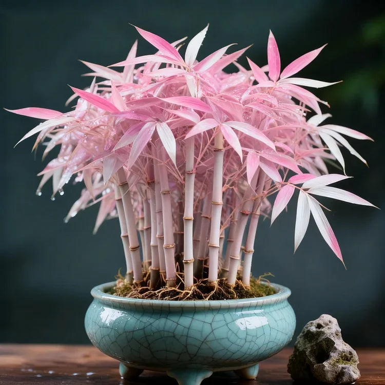 🌿 DreamBamboo — Multi-Color Lucky Bamboo Cypress Secondary image