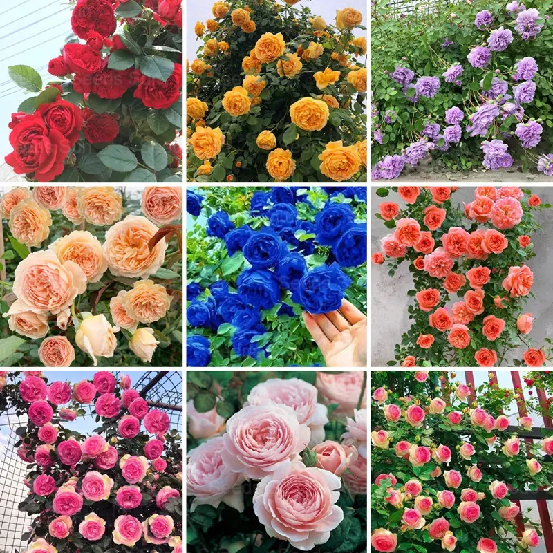 🩷 9 Types Of & Rare Color Climbing Rose Seeds Main image