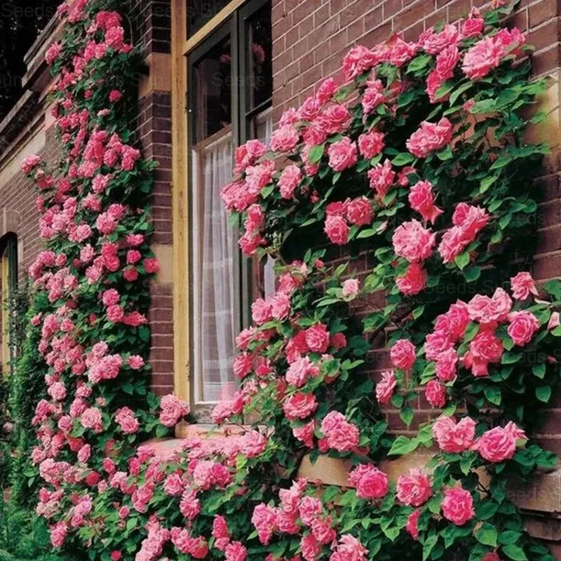 🩷 9 Types Of & Rare Color Climbing Rose Seeds Secondary image