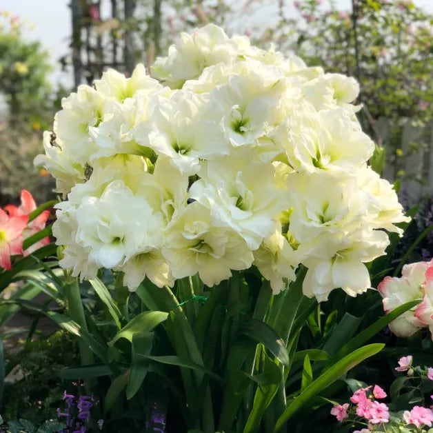 🌺Double-Petaled Perfume Amaryllis Bulbs | 🔥Buy 1 Get 1 Free🔥 Main image
