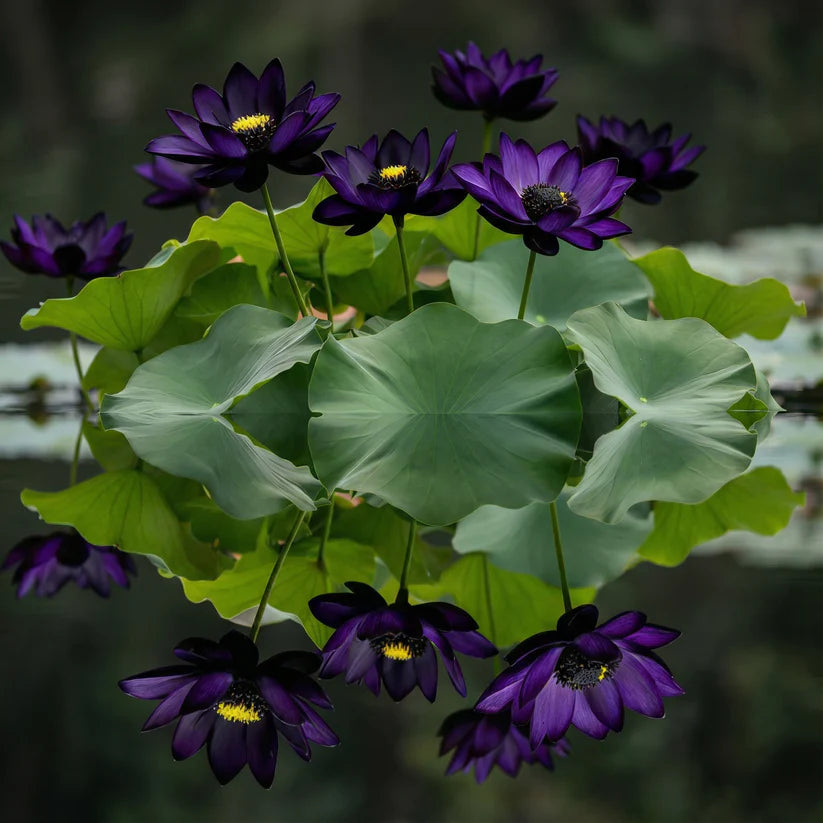 💮Midnight Purple Lotus Seeds | 🔥Buy 1 Get 1 Free🔥