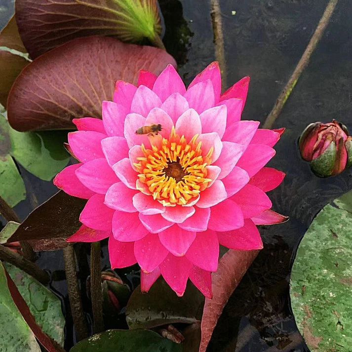 💐The Sacred Bonsai Bowl Lotus Flower | 🔥Buy 1 Get 1 Free🔥
