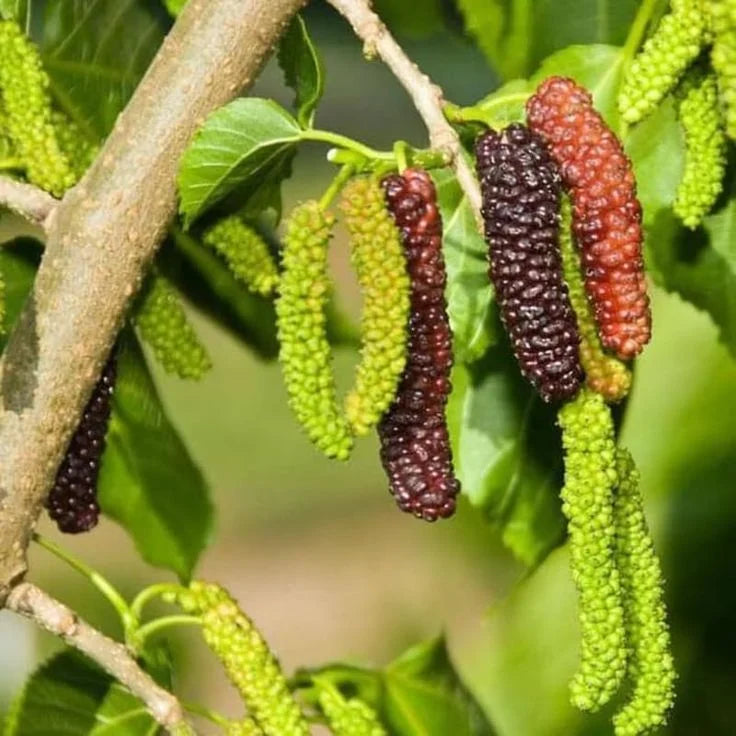Four seasons long fruit mulberry seeds | 🔥Buy 1 Get 1 Free🔥