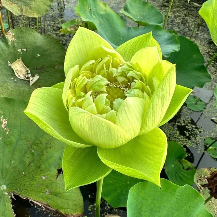 💐The Sacred Bonsai Bowl Lotus Flower | 🔥Buy 1 Get 1 Free🔥