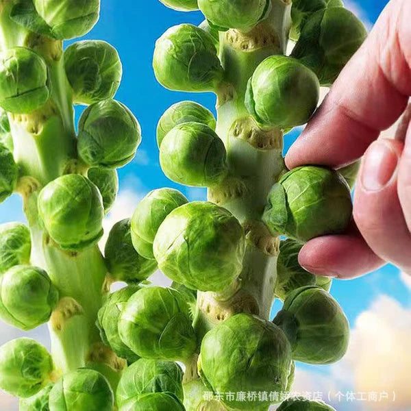 🔥MINI CABBAGE SEEDS🔥 + 100 grams Organic Pot mix Free