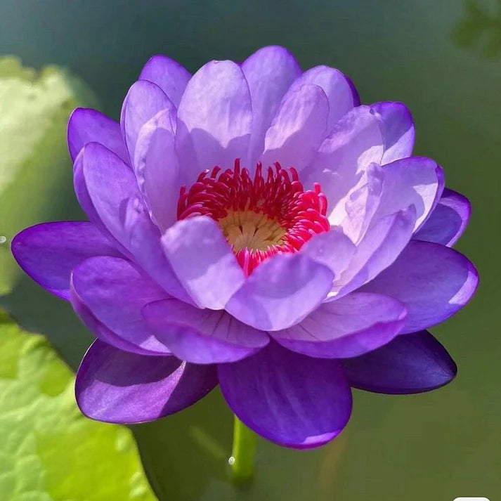 💐The Sacred Bonsai Bowl Lotus Flower | 🔥Buy 1 Get 1 Free🔥