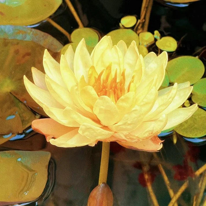 💐The Sacred Bonsai Bowl Lotus Flower | 🔥Buy 1 Get 1 Free🔥 Secondary image