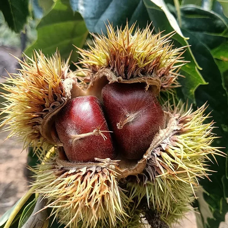 🌰 Dwarf Chestnut Seeds – Sweet and Fragrant Nuts | 🔥Buy 1 Get 1 Free🔥 Main image