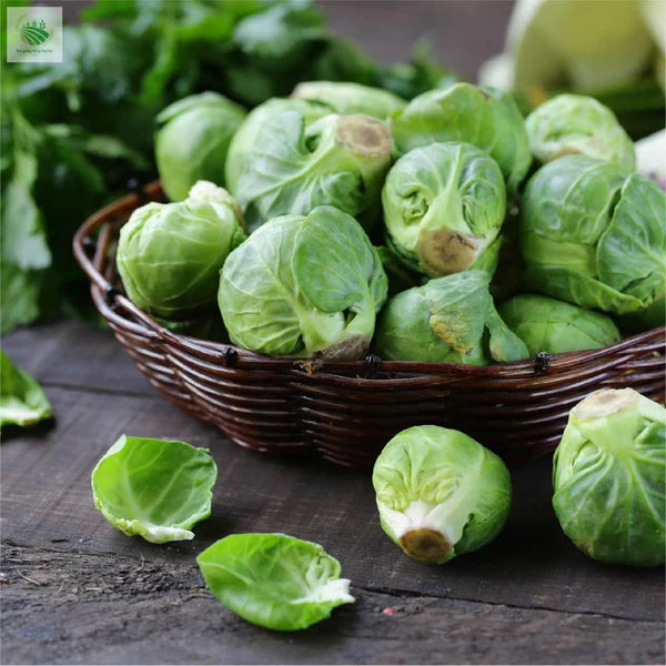 🔥MINI CABBAGE SEEDS🔥 + 100 grams Organic Pot mix Free